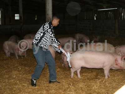 20050714 - Leon pigs 112.jpg
